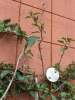 Nicolas BONAFÉ - EDIFICAT